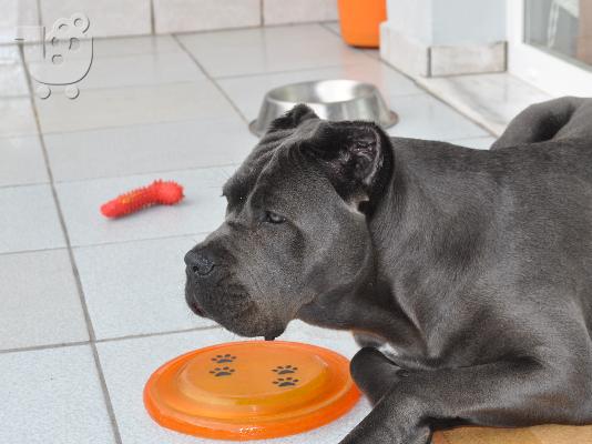cane corso